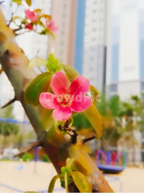 봄꽃,복숭아꽃,벌,자연,꽃배경