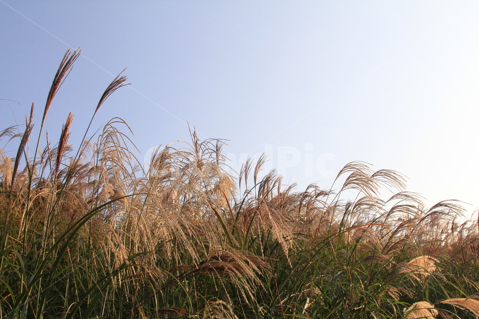 갈대,하늘,가을,reed,sky,blue,fall,가을,계절,fall,autumn,season,자연,풍경,nature,landscape,grass,잔디,plant,식물,lawn