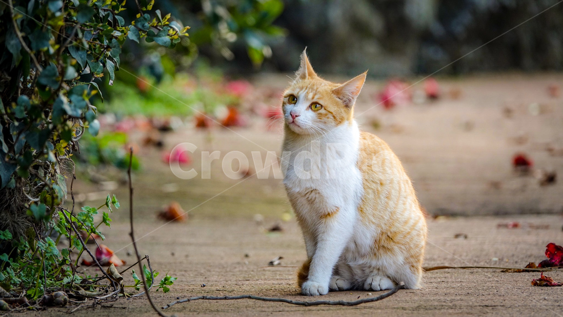 고양이,길고양이,cat,猫,동물,animal,동백꽃