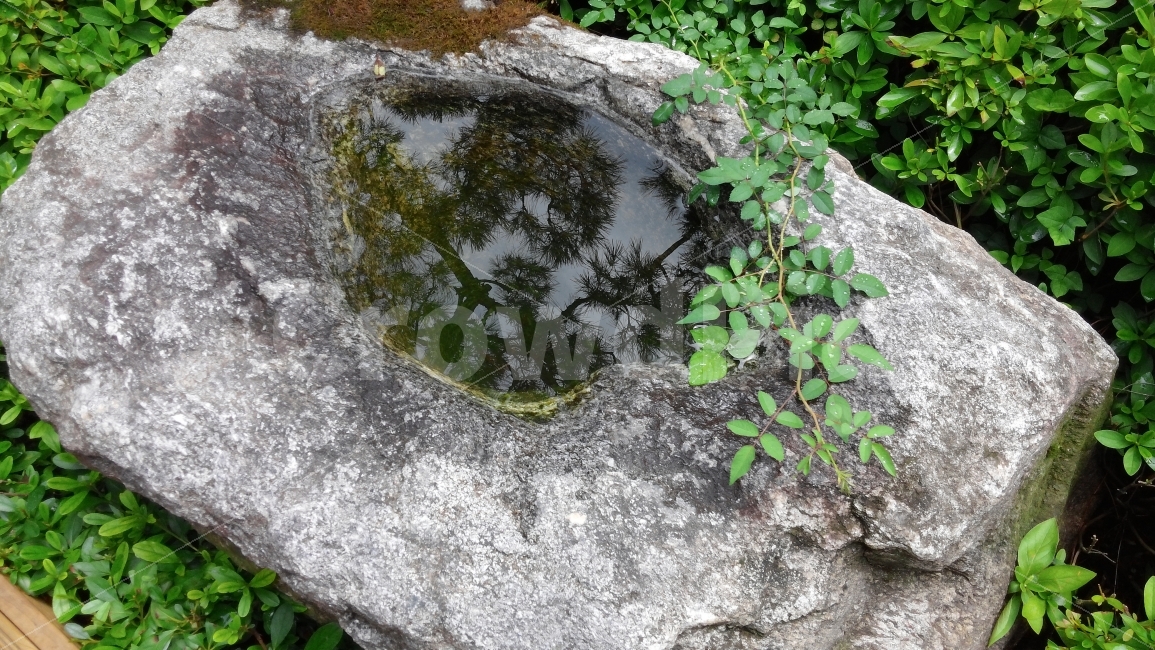 소나무,바위,반영,자연,물웅덩이,식물,자연,plants,nature