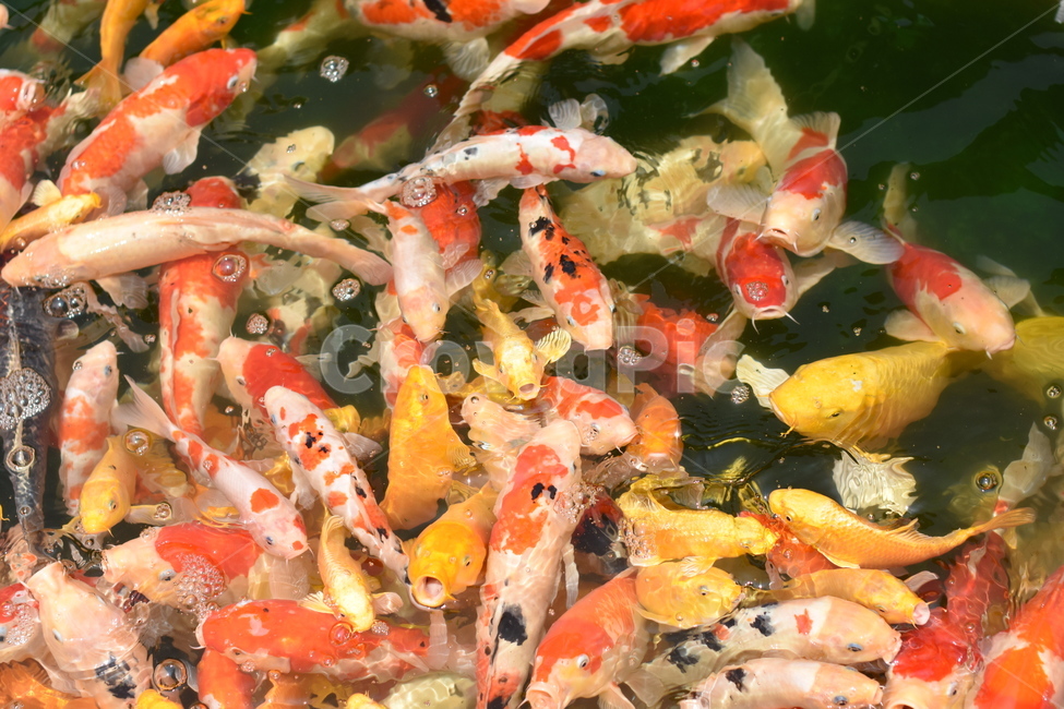 잉어,물고기,비단잉어,알록달록,동물,어류,연못,자연,동물,animal,어류,물고기,fish