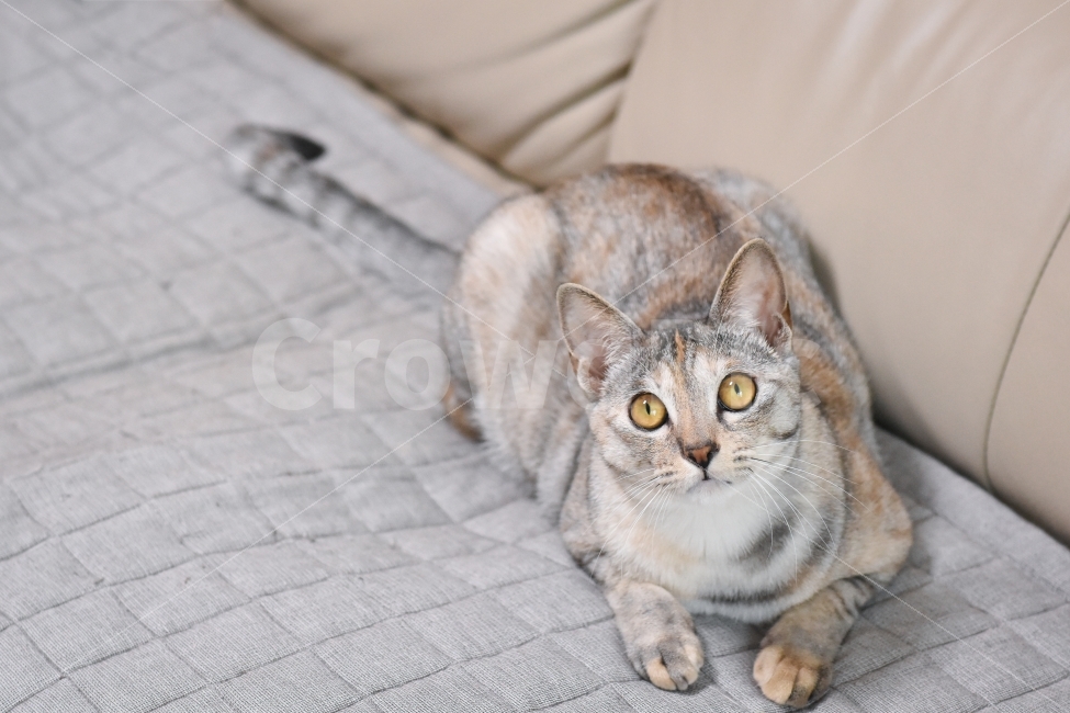 고양이,귀여움,반려동물,반려묘,집사,냐옹,냥이,냥,괭,새끼,아기,동물,귀요미,코리안숏헤어,아깽이,성묘,애완동물,cat,animals,animal,pet,kitten,baby,cute,koreanshorthair,냥이사진,고양이사진,동물,animal,포유류,mammal,고양이,cat,kitten,kitty