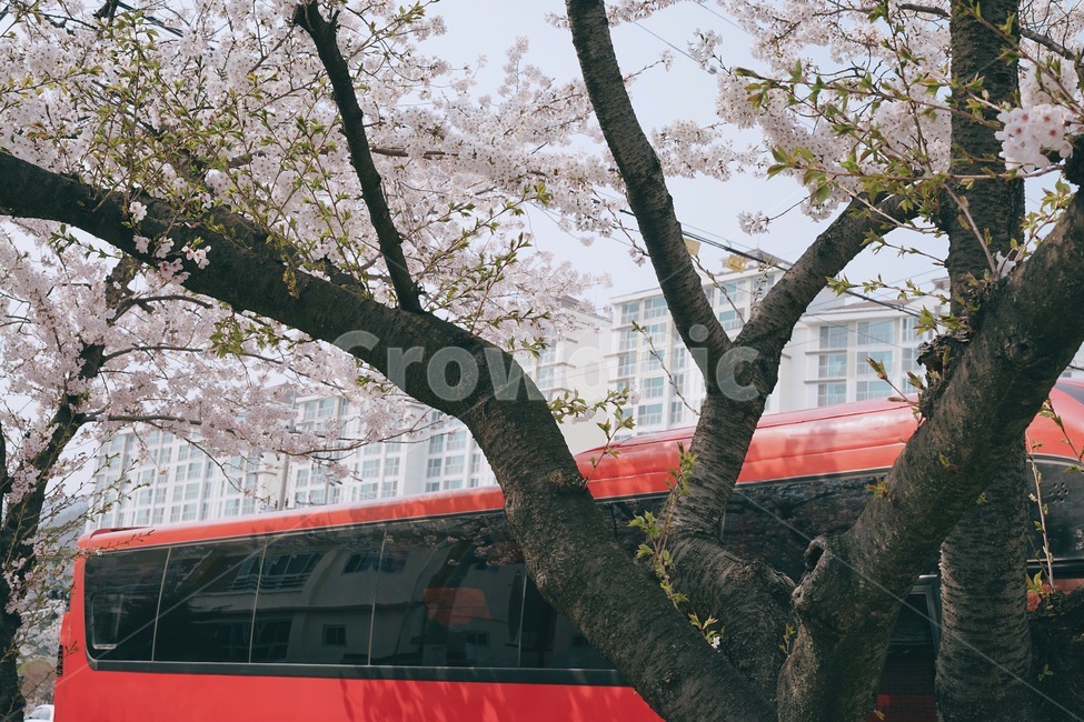 진해,벚꽃축제,벚꽃,봄꽃,꽃,식물,cherryblossom,flower,plant,봄,계절,spring,season