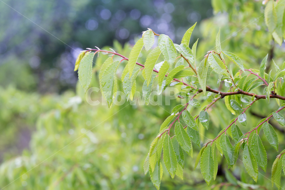 봄,아침이슬,빛방울,낙엽,나뭇잎,식물,자연,plants,nature,비,비오는날,rain,rainy