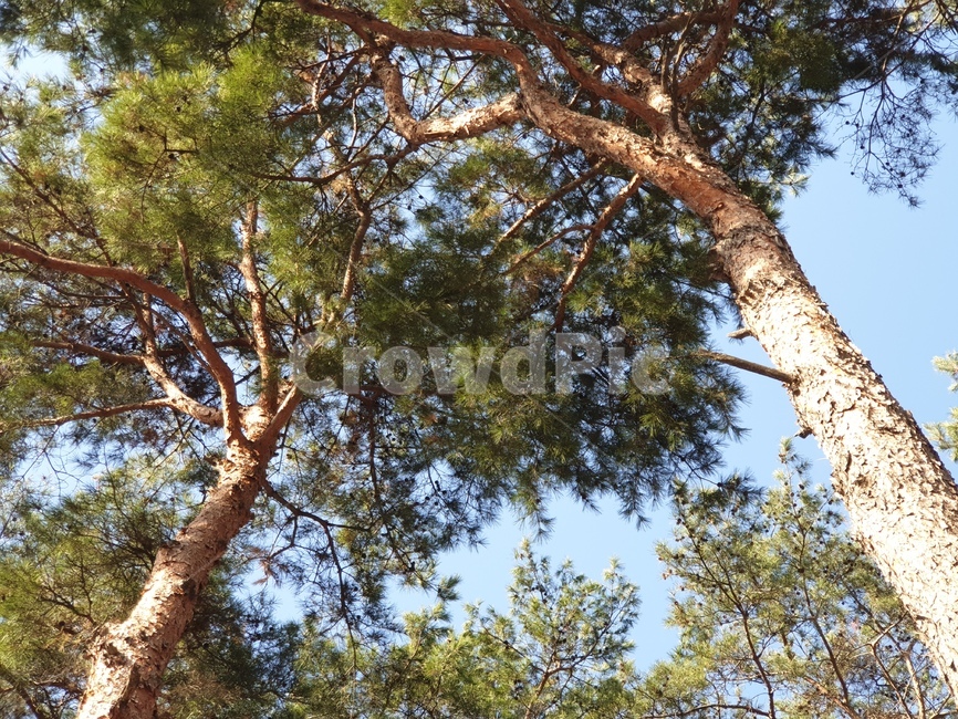 나무,소나무,침엽수,tree,pinetree