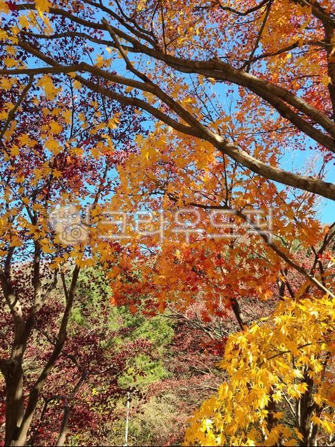 가을,단풍,나무,단풍나무,maple