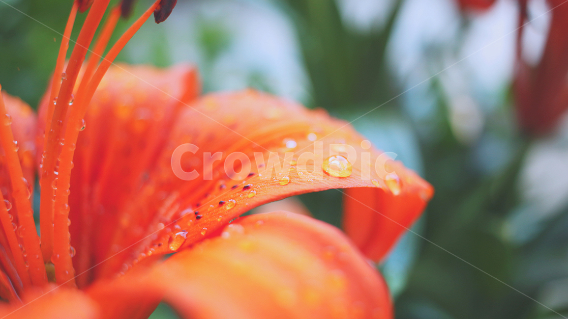 식물,flower,꽃,petal,참나리꽃,백합과,나리꽃,식물,자연,plants,nature,꽃,flower