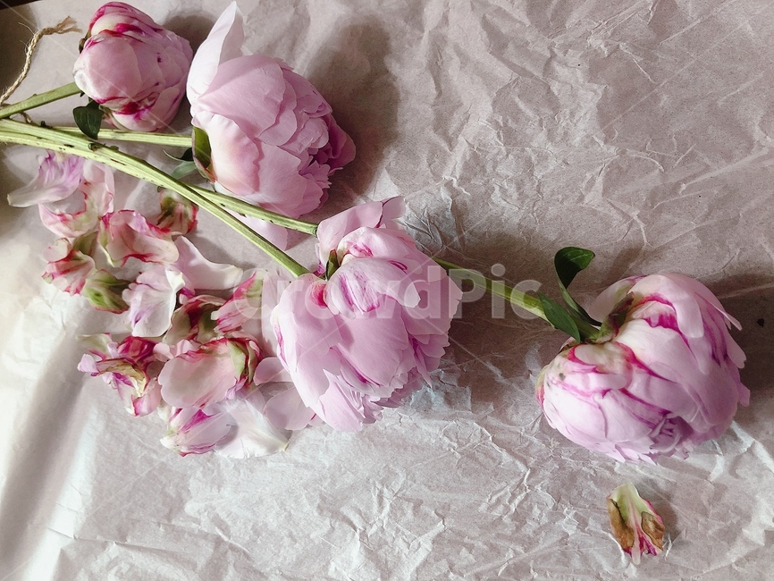 작약,피오니,peony,꽃,핑크작약