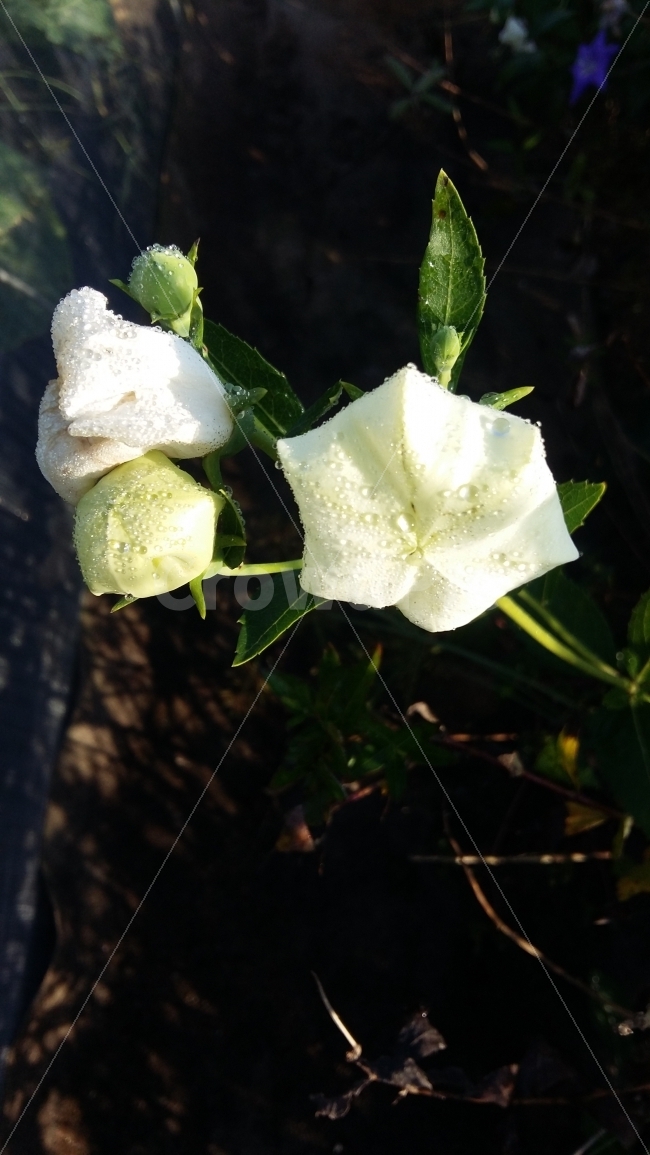 자연,야생화,꽃,들꽃,가을,가을꽃,식물,자연,plants,nature,꽃,flower