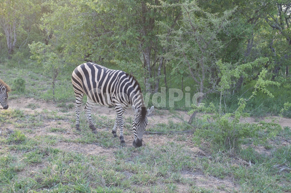 zebra,얼룩말,동물,animal,야생동물,사파리,동물,animal,포유류,mammal