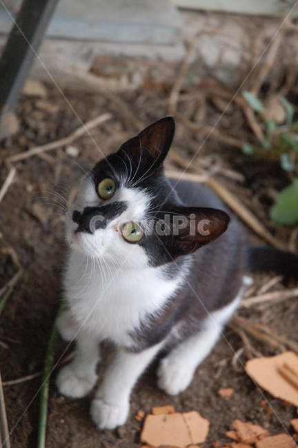 동물,고양이,cat,길고양이,냥이,동물,animal,포유류,mammal,고양이,cat,kitten,kitty