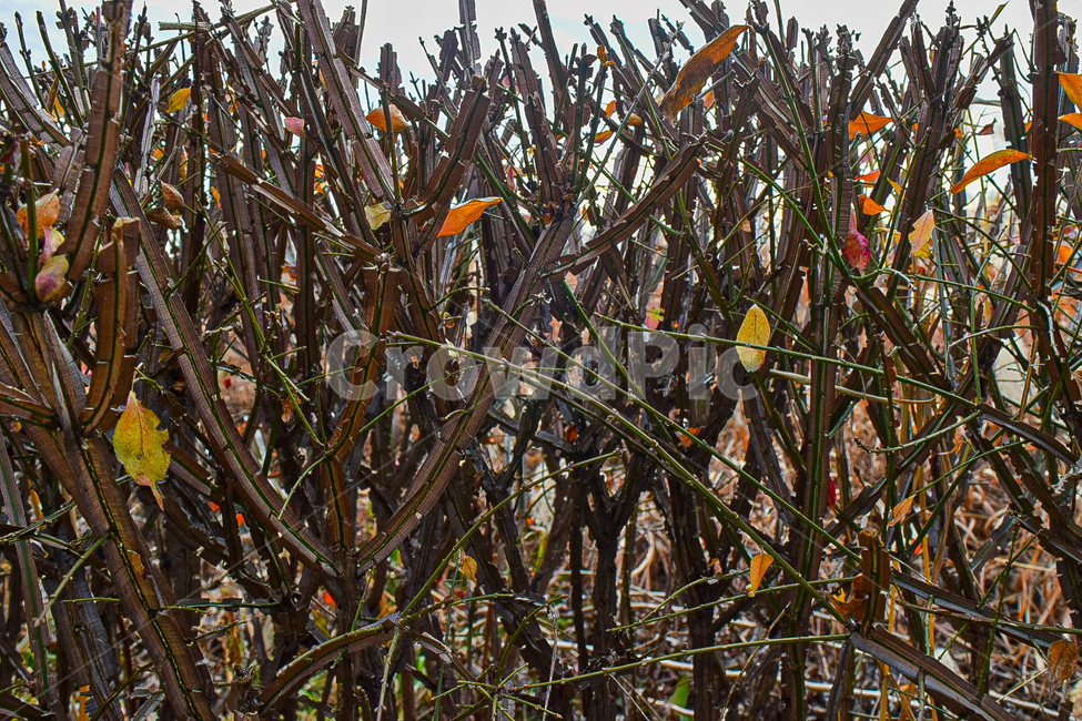 식물,자연,풍경,가을,겨울,plant,가을,계절,fall,autumn,season