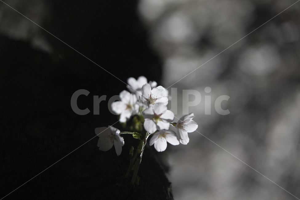벚꽃,봄,봄꽃,봄날,따뜻,분홍,flower,spring,자연,nature,cherryblossom,봄,계절,spring,season,식물,자연,plants,nature,꽃,flower,plant,geranium,제라늄,blossom