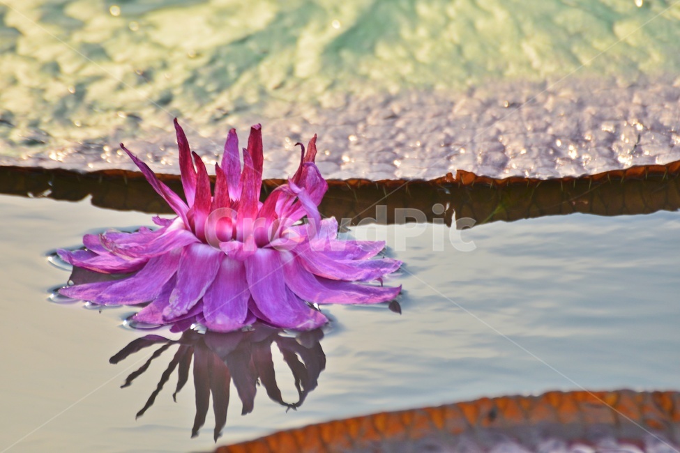 plant,식물,blossom,flower,연꽃,꽃,빅토리아연,빅토리아연꽃,식물,자연,plants,nature,꽃,flower