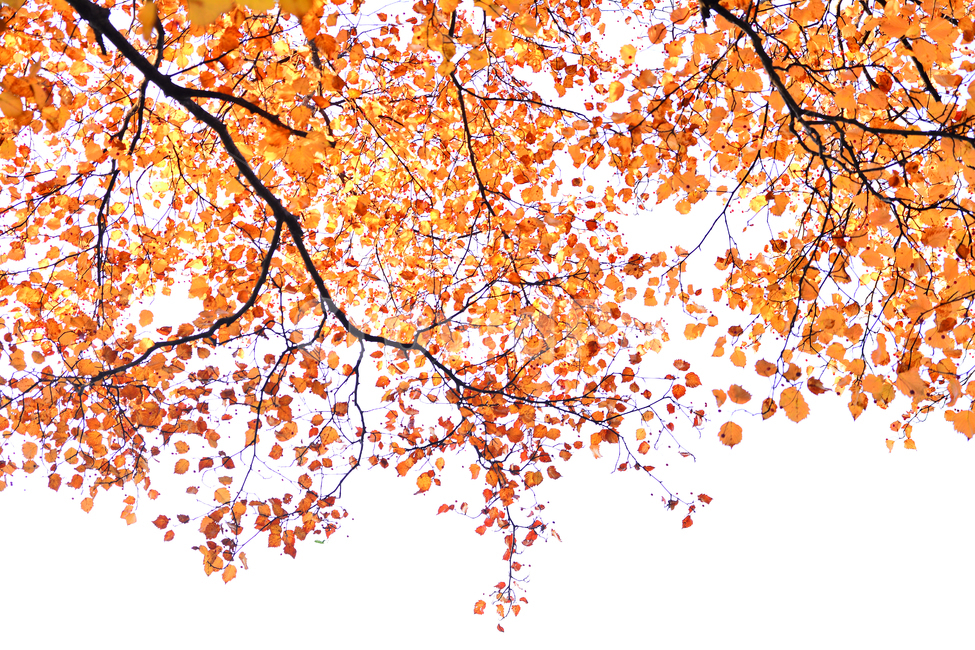 가을,단풍,계절,10월,가을감성,가을분위기,가을느낌,fall,autumn,maple,메이플,단풍나무,가을나무,단풍잎,화려한,background,백그라운드,배경,바탕,가을풍경,leaves,노랑색,주황색,빨강색,나뭇잎,가을,계절,fall,autumn,season,leaf,잎,plant,식물,tree,나무