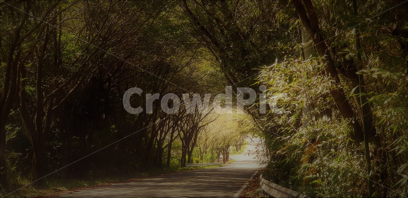 가을,나무,가로수,길,자연,식물,풍경,낙엽,단풍,낭만,감성,자연,풍경,nature,landscape,path,통로,outdoors,옥외
