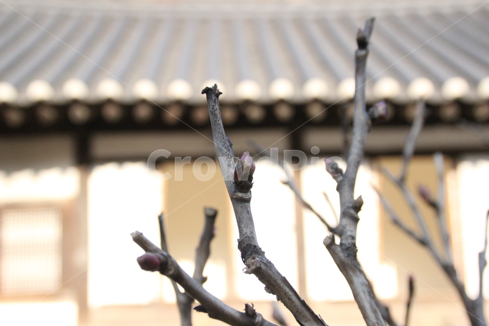 꽃망울,새순,작약,허난설헌생가,강릉,한옥,식물,자연,plants,nature,나무,trees,wood