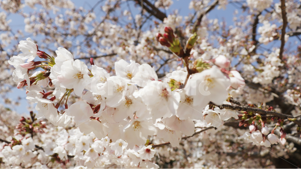 벚꽃,봄,사쿠라,일본,blossom