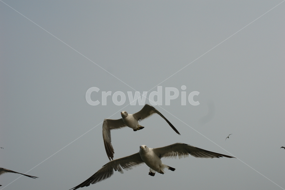 여름,새,갈매기,비상,하늘,구름,조류,새,birds