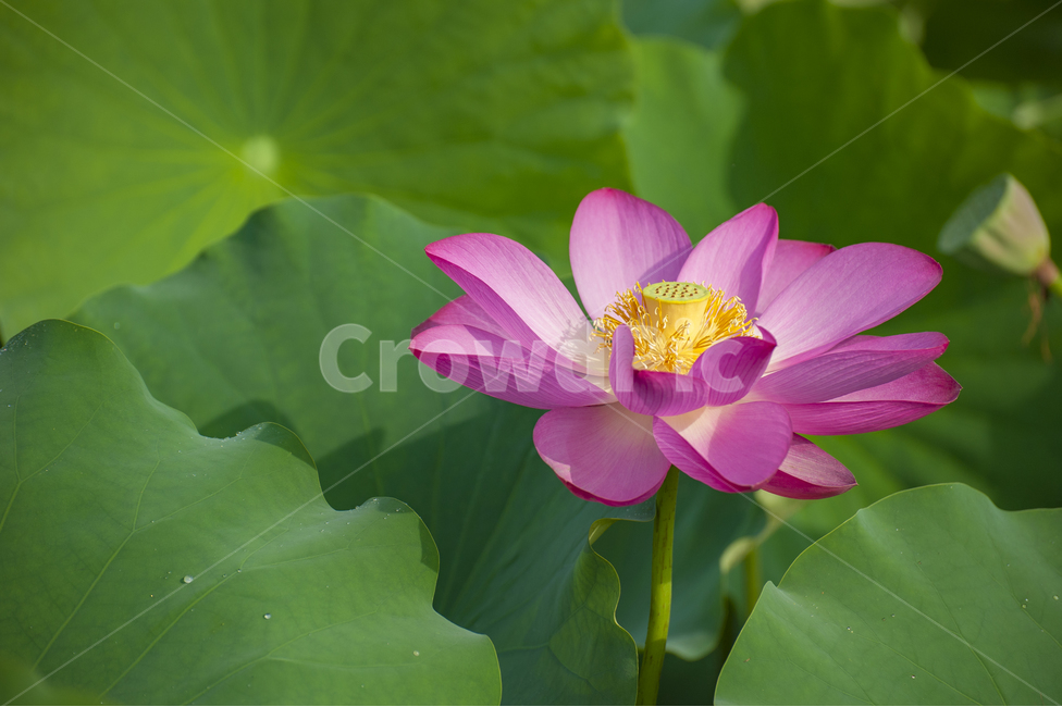 연꽃,연잎,연못,홍련,핑크,녹색,연꽃밭,식물,자연,plants,nature,꽃,flower