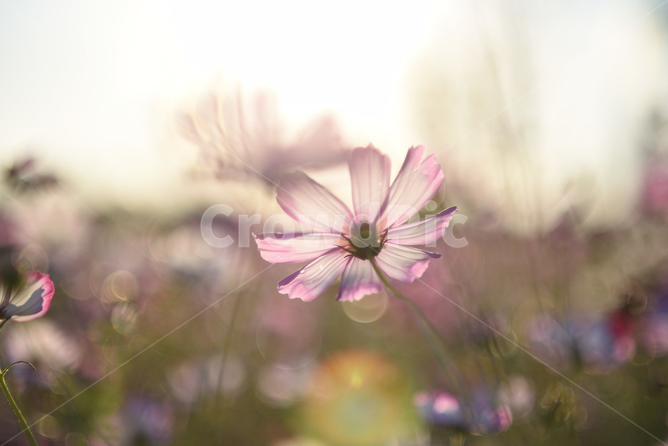 코스모스,식물,풍경,꽃,야생화,가을꽃,flower,가을,가을,계절,fall,autumn,season,식물,자연,plants,nature,꽃,flower,plant,daisies,데이지,blossom,daisy