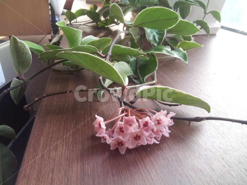 꽃,호야,관엽,관엽식물,다육식물,다육,꽃,flower