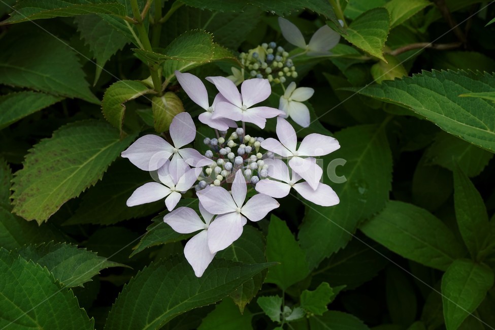 산수국,자연,식물,꽃,flower,bloom,유성화,무성화,가꽃