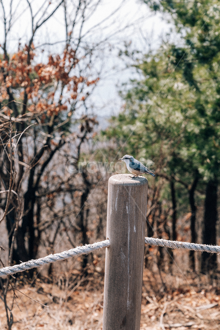 산,새,조류,bird,animal,동물,animal,조류,새,birds