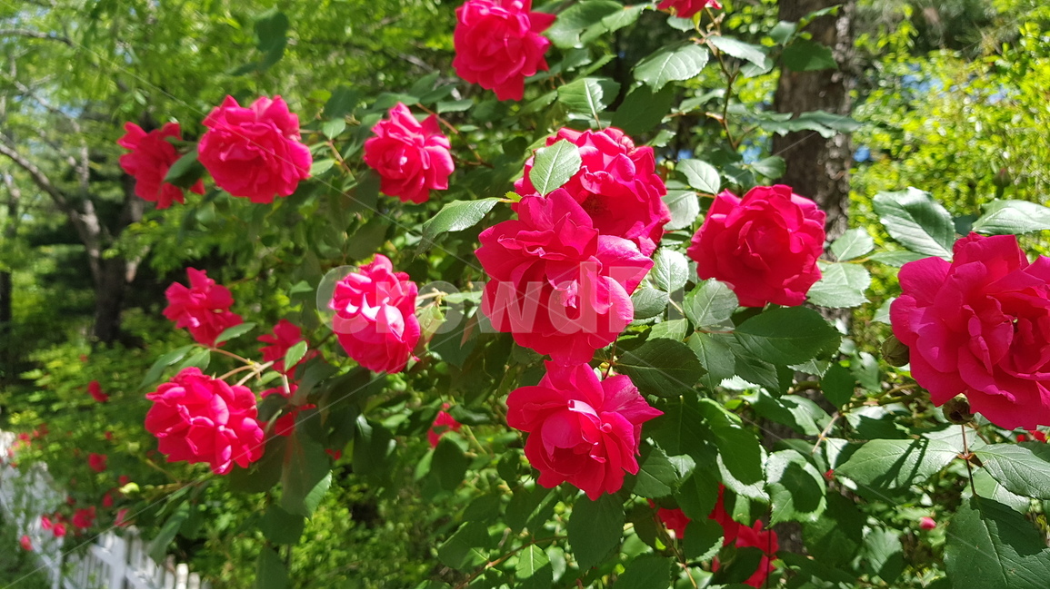 식물,꽃,장미,화단,rose,식물,자연,plants,nature,꽃,flower