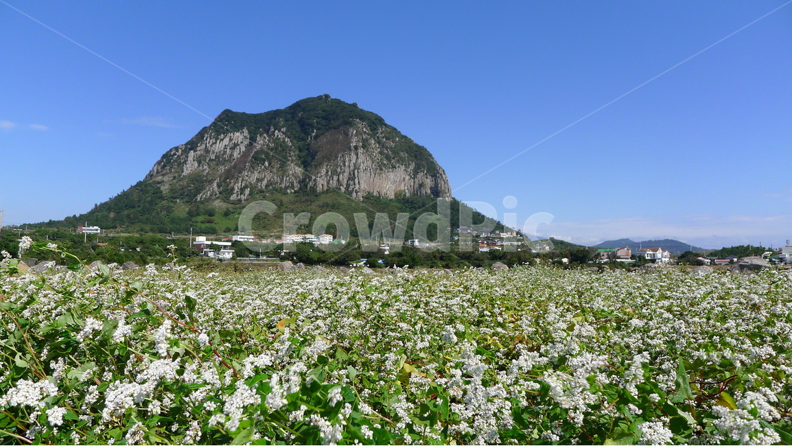 제주도,서귀포,산방산,메밀꽃,올레길10코스,자연,풍경,nature,landscape,한국자연풍경,한국자연경관,korea nature landscape,제주도,jeju,jeju island,식물,plants,꽃,flower,outdoors,옥외
