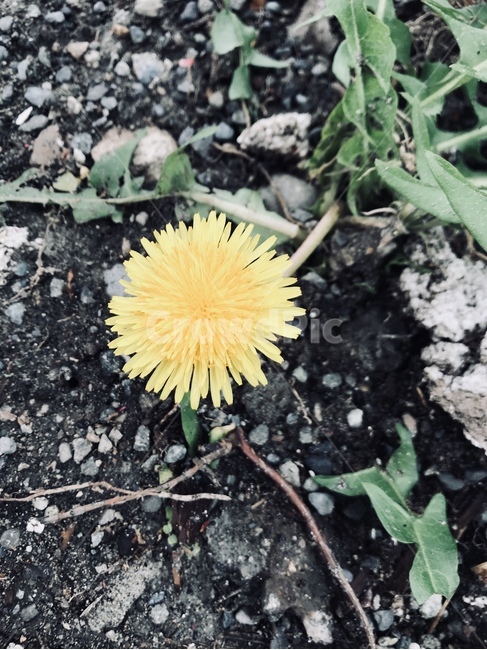 민들레,서양민들레,노랑,yellow,한송이,봄,spring,flower,식물,꽃,blossom,plant,아름다운,beautiful,외로운