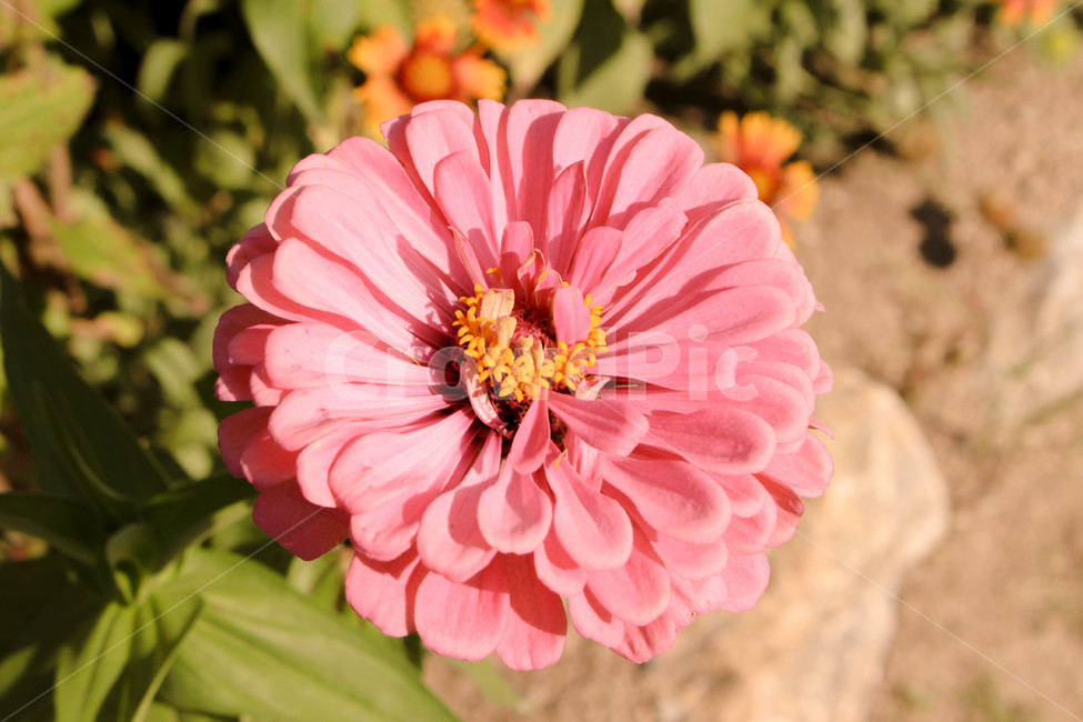 백일홍,꽃,자연,가을,핑크,pink,핑크색,flower,평온,식물,plant,가을꽃