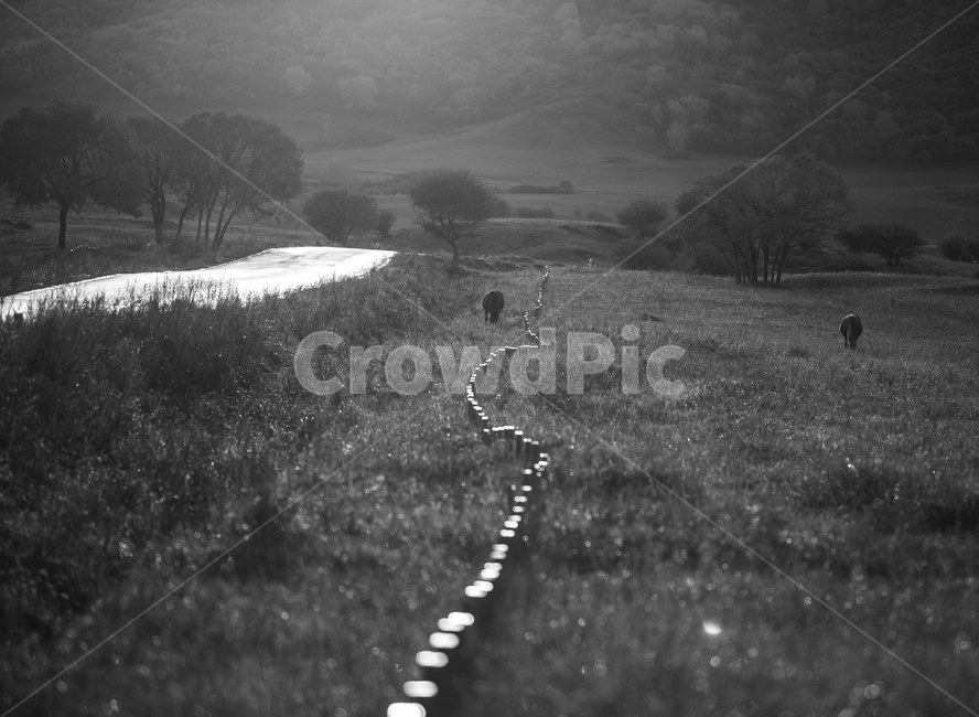 패상,가을,쓸쓸함,들녘,가을패상,외로움,풍경,감,자연,풍경,nature,landscape,동물,animal,포유류,mammal,흑백,모노톤,monochrome,black and white,ground,바닥