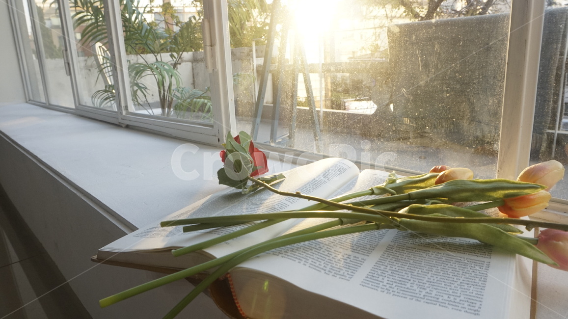 plant,식물,homedecor,가정장식,책,book,햇빛,light,빛,flare,플레어