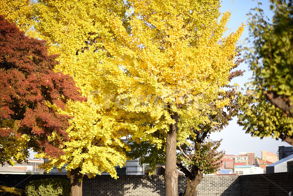 은행나무,나무,단풍,식물,tree,가을,계절,fall,autumn,season