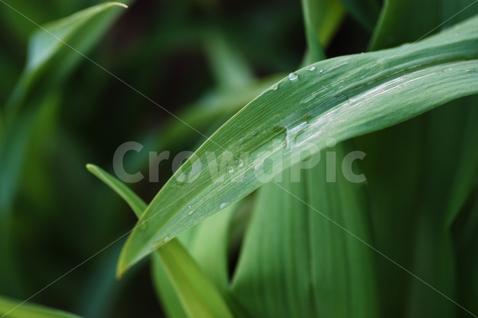 풀잎,잎,자연,식물,이슬,물,물방울,숲,깨끗한,맑은,식물,자연,plants,nature