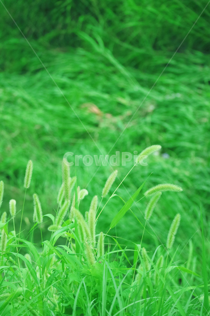 강아지풀,식물,풀,풀밭,수풀,잡초,초록,여름,자연,식물,자연,plants,nature