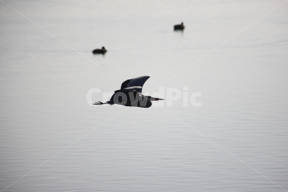 왜가리,새,대형조류,야생동물,heron,동물,animal,조류,새,birds
