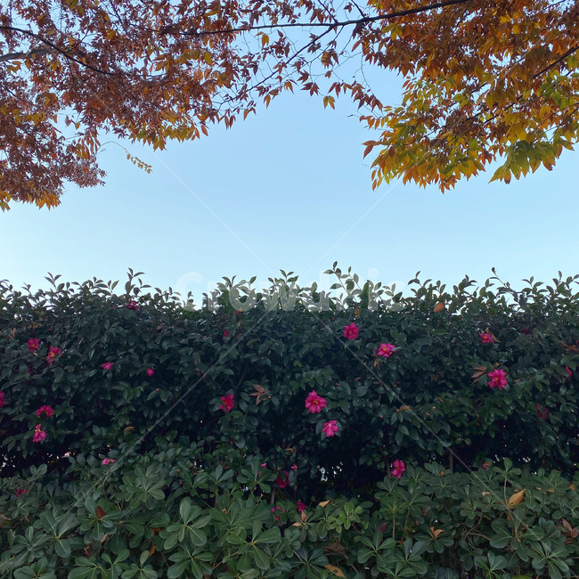 가을,은행나무,식물,plant,나무,식물,자연,plants,nature,꽃,flower,나무,trees,wood