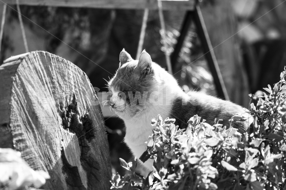 pet,cat,animal,동물,고양이,포유류,동물,animal,포유류,mammal,고양이,cat,kitten,kitty,흑백,모노톤,monochrome,black and white