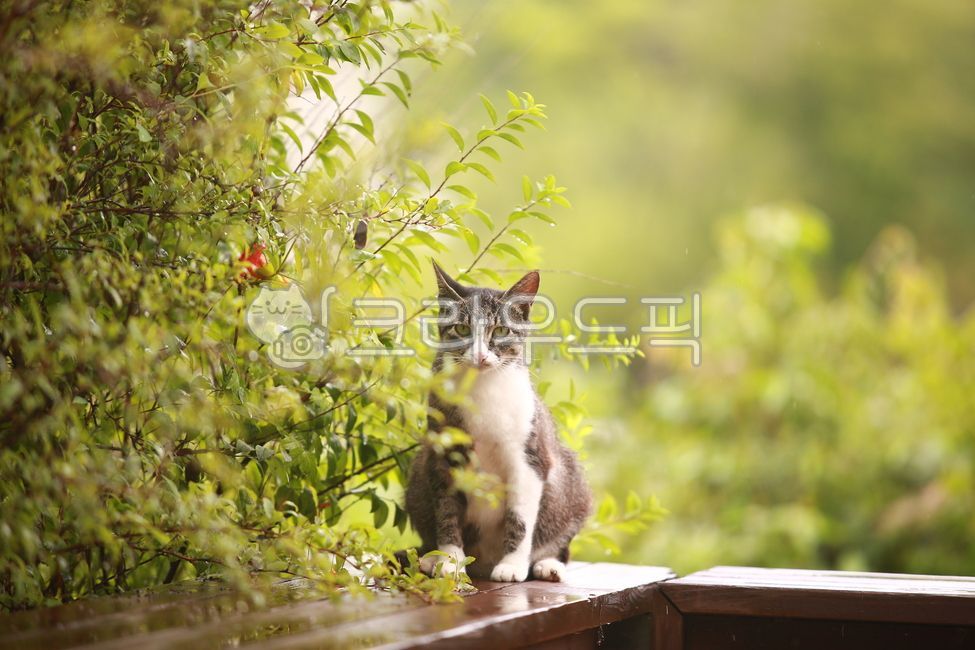 nature,tree,loneliness,spring,alone,stray cat,cat,Rainy Day,spring rain,cat on a rainy day,park