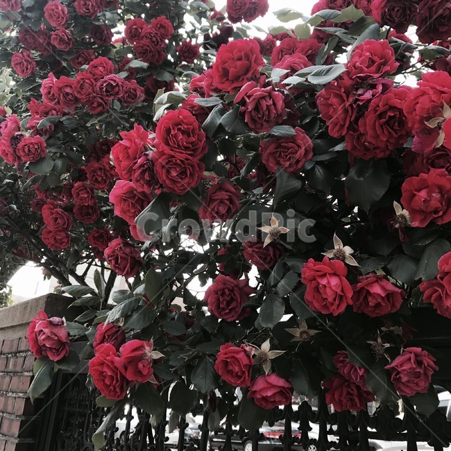장미,rose,꽃,여름,구름,하늘,징미꽃,식물,자연,plants,nature,꽃,flower