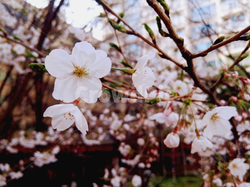 식물,꽃,blossom,flower,plant,벚꽃,봄,생명,spring,하얀,순결,봄,계절,spring,season