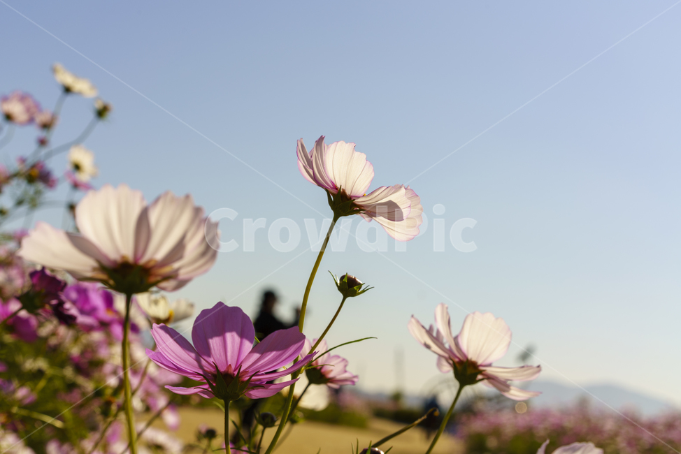 코스모스,분위기,파란하늘,실루엣,꽃,분홍,흰색,하늘하늘,따뜻한,mood,cosmos,pink,white,sky,man,사람,flower,맑은하늘,구름없는,아름다운,warm,beautiful,가을,계절,fall,autumn,season,식물,자연,plants,nature,꽃,flower,plant