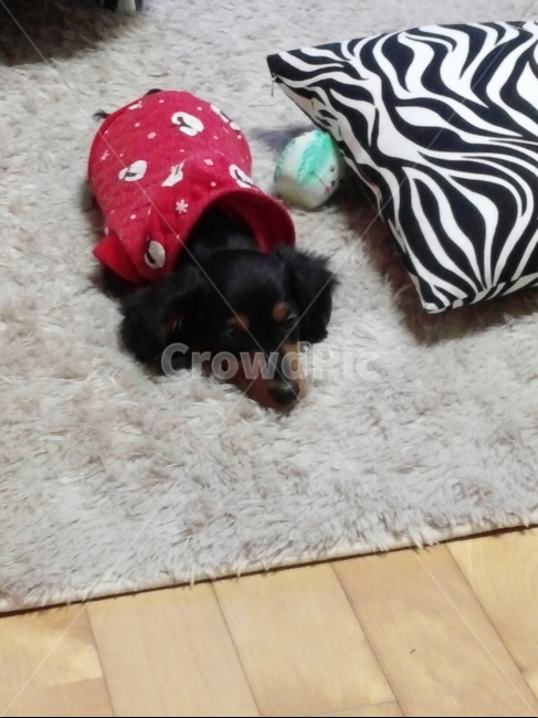 닥스훈트,강아지,개,애완동물,졸음,편안한,잠오는,귀여운,베개