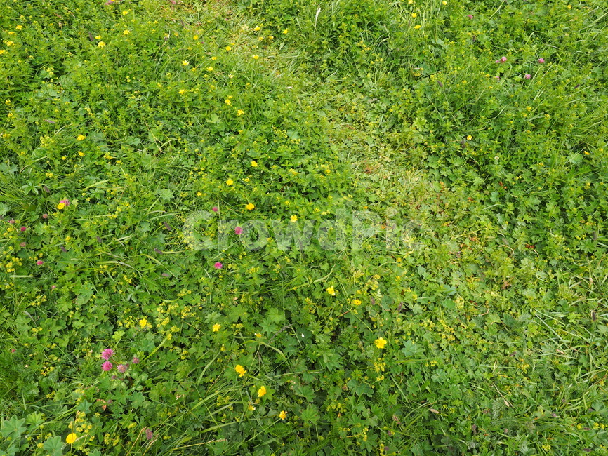들판,들꽃,초록,green,flower,식물,자연,plants,nature
