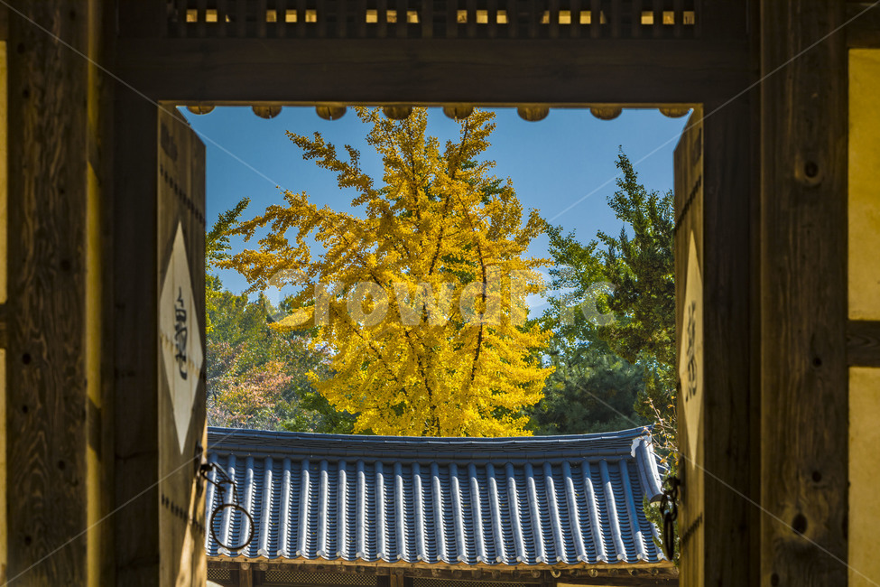 가을,단풍,기와,전통가옥,한국의미,고택,가을,계절,fall,autumn,season,한국전통,한국문화,korean traditional,korean culture,건축물,건물외관,exterior,building,structure,architecture,construction,window,창문