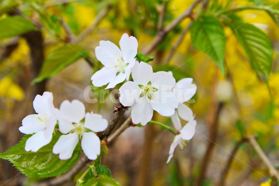 봄,벚꽃,4월,하얀꽃,꽃,봄,계절,spring,season,식물,자연,plants,nature,꽃,flower,plant