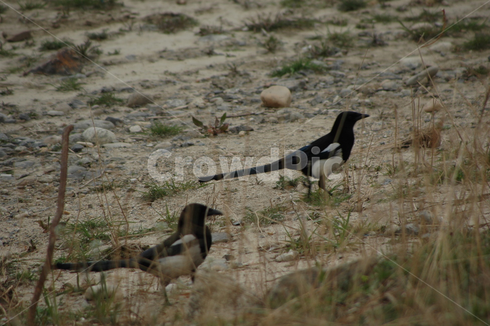 까치,새,봄,자연,magpie,동물,animal,조류,새,birds