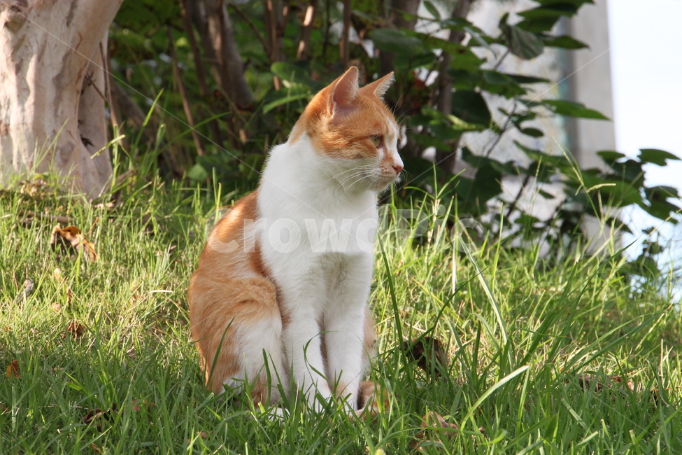 풀밭,길거리,털손질,고양이,동물,cat